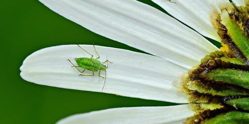 Syngenta France et Agriodor s’allient contre le puceron de la betterave sucrière